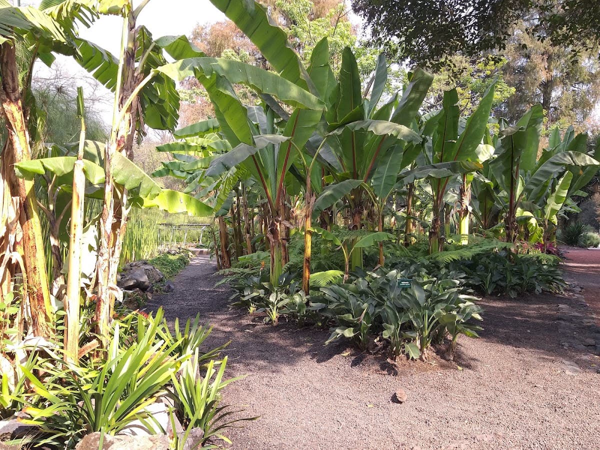 Jardín Botánico del Bosque de Chapultepec